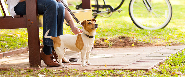 Hund bei Tierbetreuung