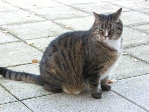 Findus