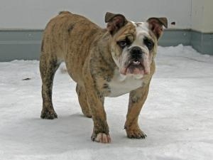 Rosi