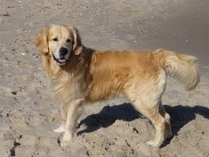 Cooper