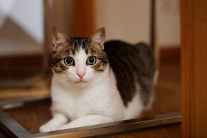 Mimikater
