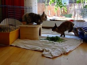 Nelly und Tessi