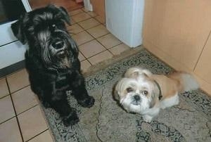 Ronny und Struppi